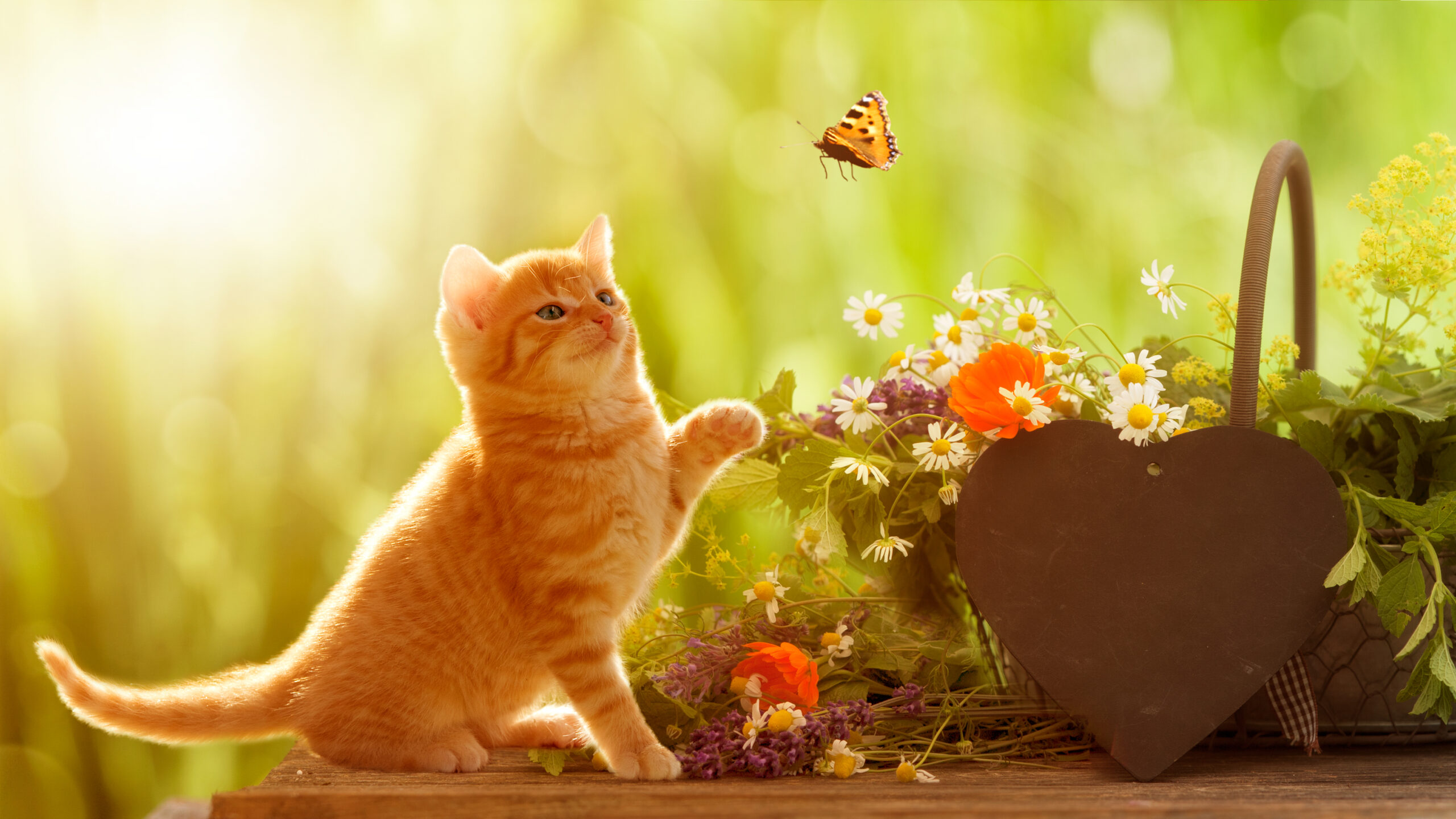 Allergies and Your Family: Rapp, Doris J.: 9780806988788