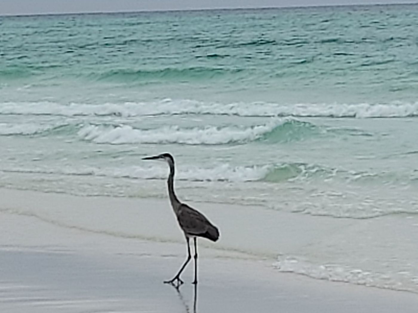 A crane walking along a beach