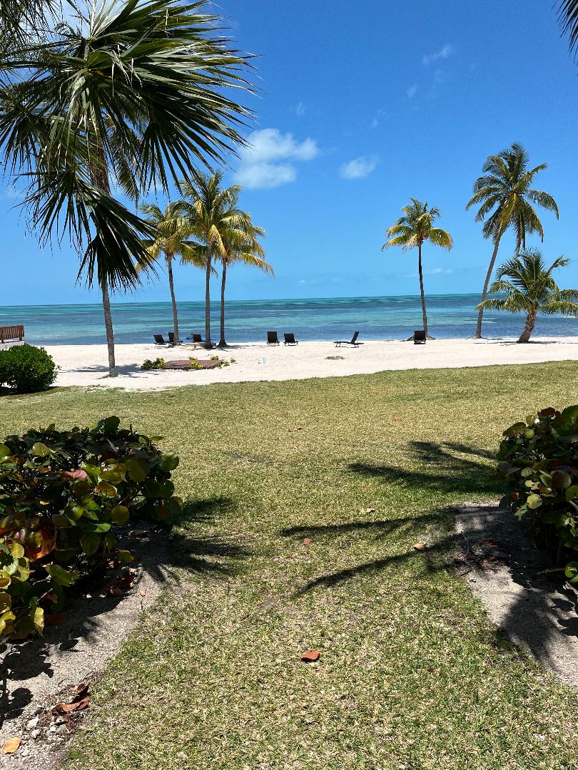 Palm trees and a beach near Oceanview Internal Medicine