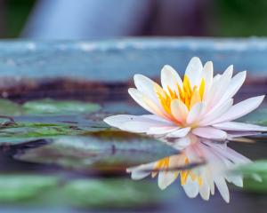 What is Stress Urinary Incontinence?