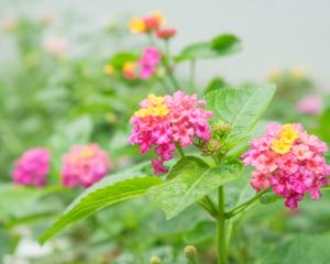 What is Pelvic Organ Prolapse?