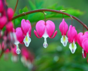 Stress Urinary Incontinence Treatment Options