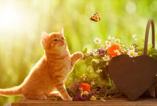 Whole Family Allergy and Immunotherapy