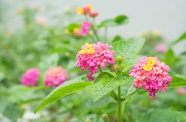 What is Pelvic Organ Prolapse?