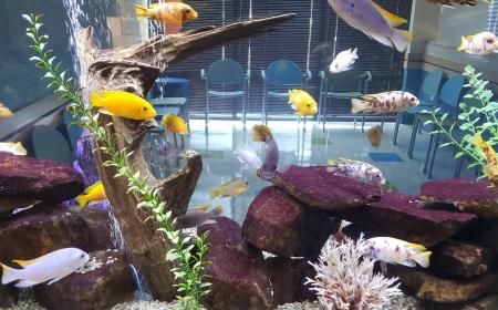 The facility fish tank