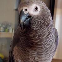 Coco De Lay's portrait