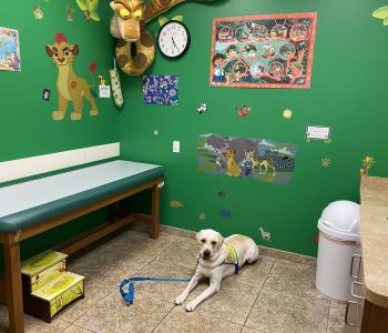 Interior of a patient room with a service dog